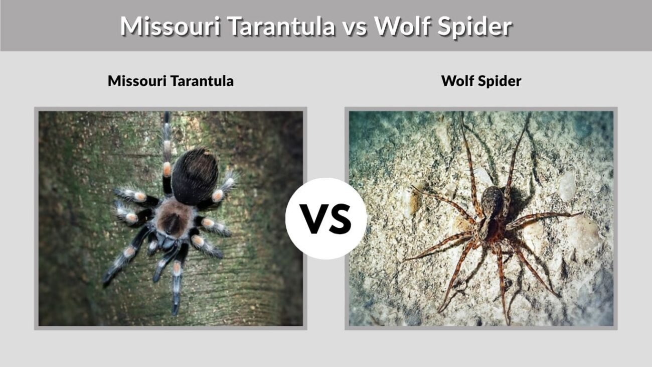 Missouri Tarantula vs Wolf Spider