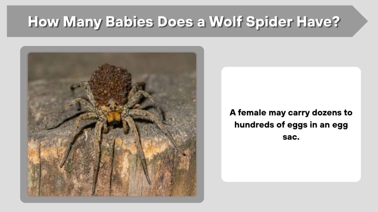 How Many Babies Does a Wolf Spider Have?