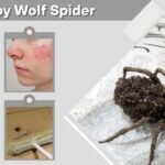 Baby Wolf Spider: What They Look Like and What to Do
