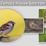 Female House Sparrow: Identification, Male vs Female & Look-Alikes