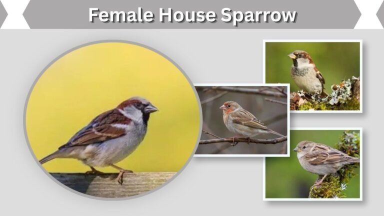 Female House Sparrow: Identification, Male vs Female & Look-Alikes