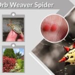 Spiny Orb Weaver Spider: Bite, Facts and Safety