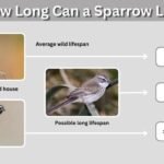How Long Can a Sparrow Live? Food, Flight, Pets & Safety