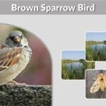 Brown Sparrow Bird: Identification, Species and Lookalikes