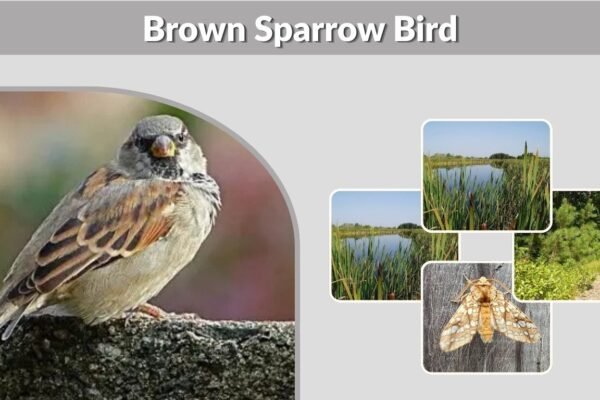 Brown Sparrow Bird: Identification, Species and Lookalikes