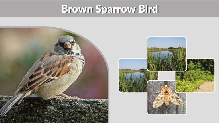 Brown Sparrow Bird: Identification, Species and Lookalikes