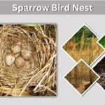 Sparrow Bird Nest: Appearance, Eggs, and Nesting Habits
