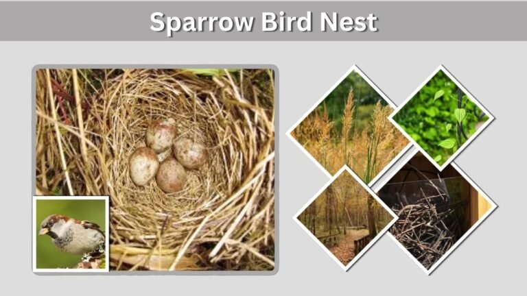 Sparrow Bird Nest: Appearance, Eggs, and Nesting Habits