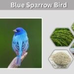 Blue Sparrow Bird: Identification and Similar Species