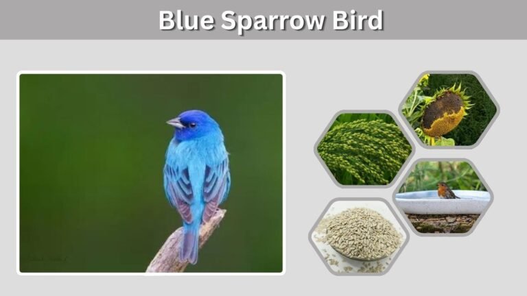 Blue Sparrow Bird: Identification and Similar Species