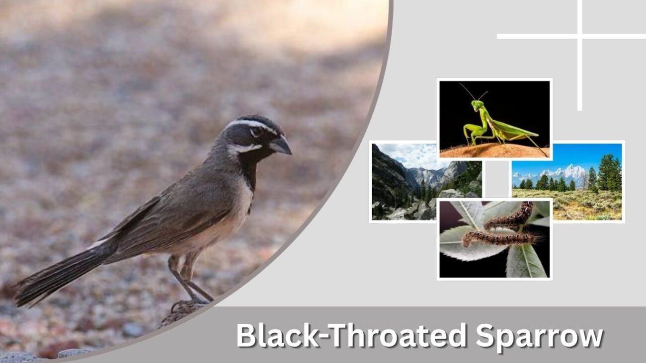 Black-Throated Sparrow: Identification, Habitat, Diet & Song