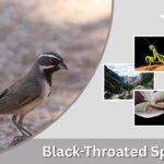Black-Throated Sparrow: Identification, Habitat, Diet & Song