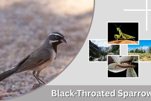 Black-Throated Sparrow: Identification, Habitat, Diet & Song