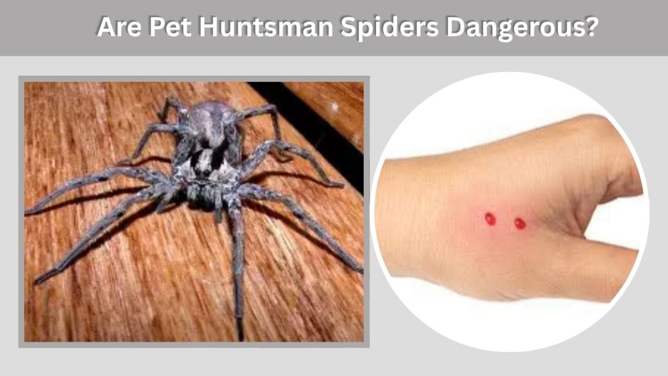 Are Pet Huntsman Spiders Dangerous?