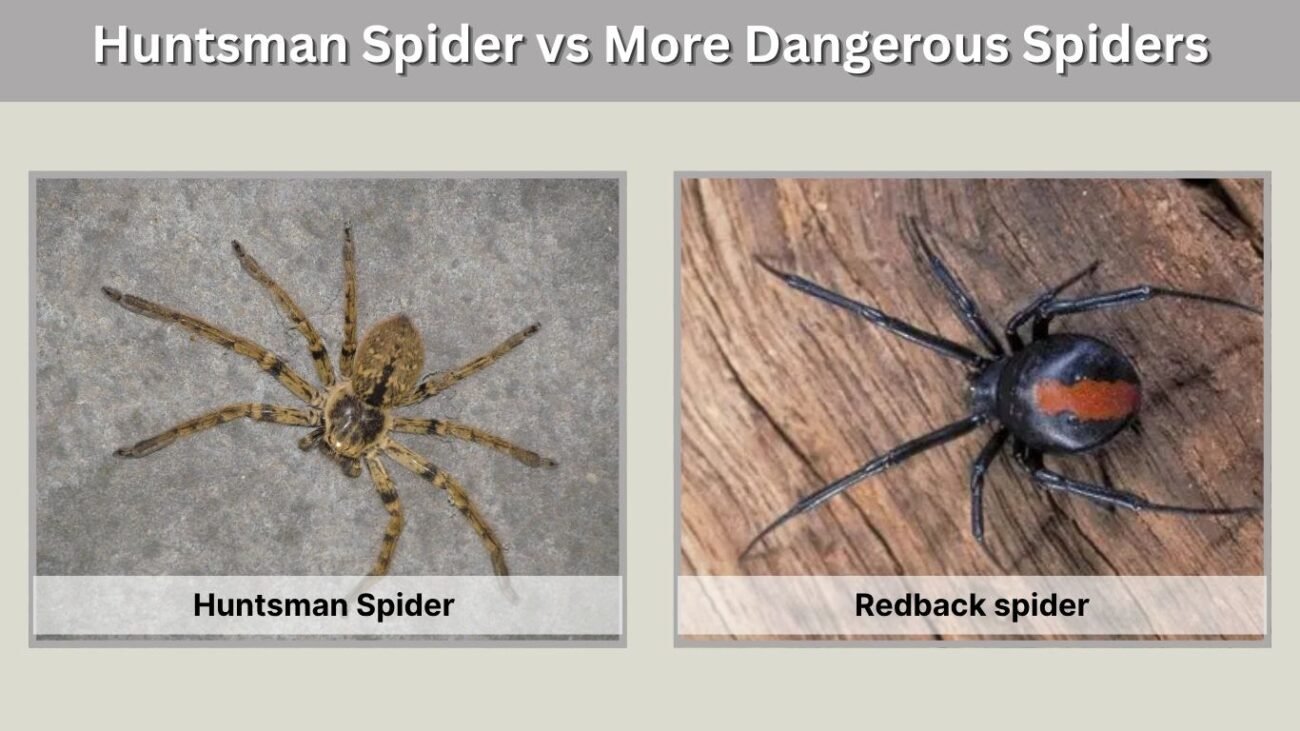 Huntsman Spider vs More Dangerous Spiders