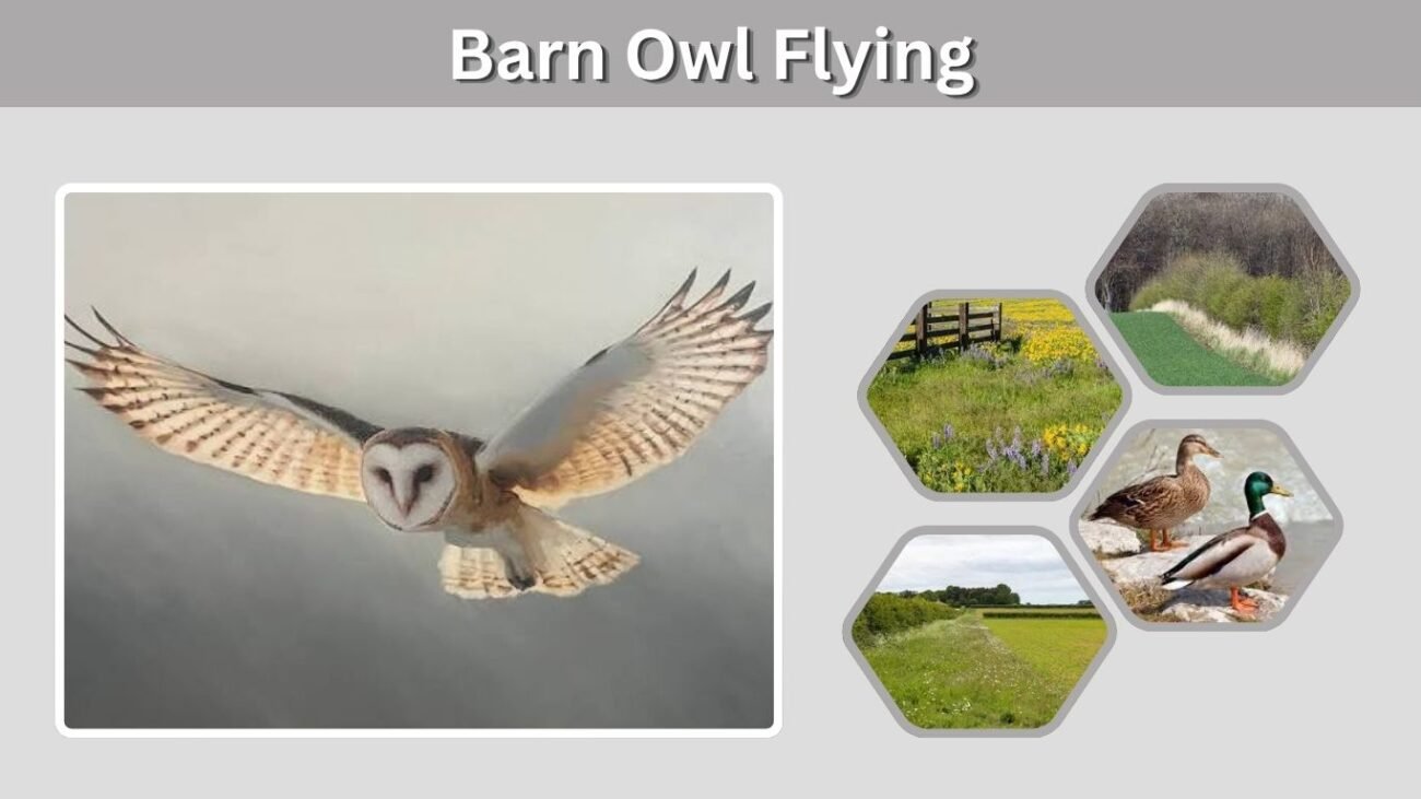 Barn Owl Flying: Speed, Silent Flight and Night Hunting