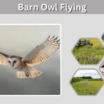 Barn Owl Flying: Speed, Silent Flight and Night Hunting