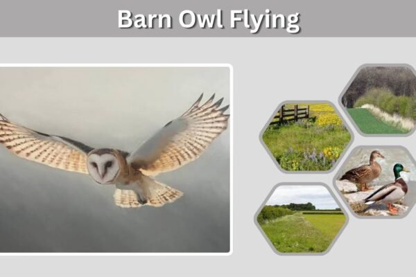 Barn Owl Flying: Speed, Silent Flight and Night Hunting