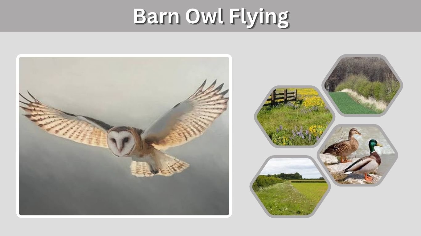 Barn Owl Flying: Speed, Silent Flight and Night Hunting
