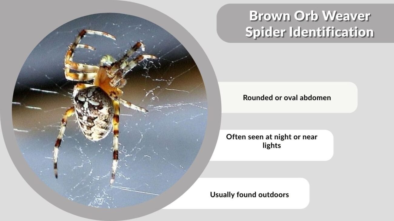 Brown Orb Weaver Spider Identification