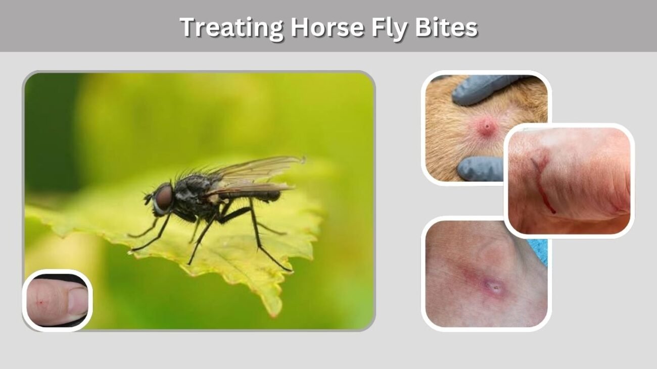 Treating Horse Fly Bites
