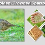 Golden-Crowned Sparrow: Identification, Habitat, Diet and Song
