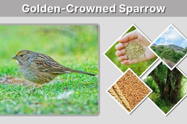 Golden-Crowned Sparrow: Identification, Habitat, Diet and Song