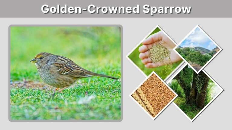 Golden-Crowned Sparrow: Identification, Habitat, Diet and Song