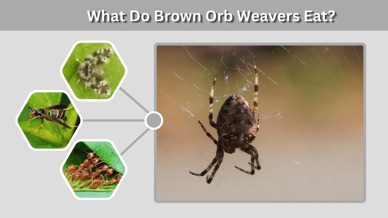 What Do Brown Orb Weavers Eat?