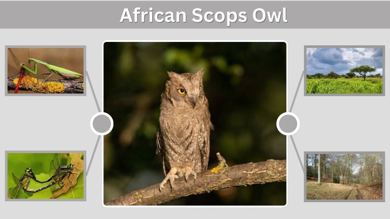 African Scops Owl: Size, Call, Habitat, Diet and Facts