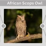African Scops Owl: Size, Call, Habitat, Diet and Facts