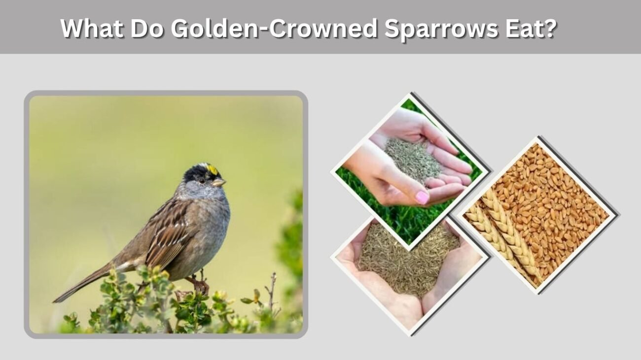 What Do Golden-Crowned Sparrows Eat?