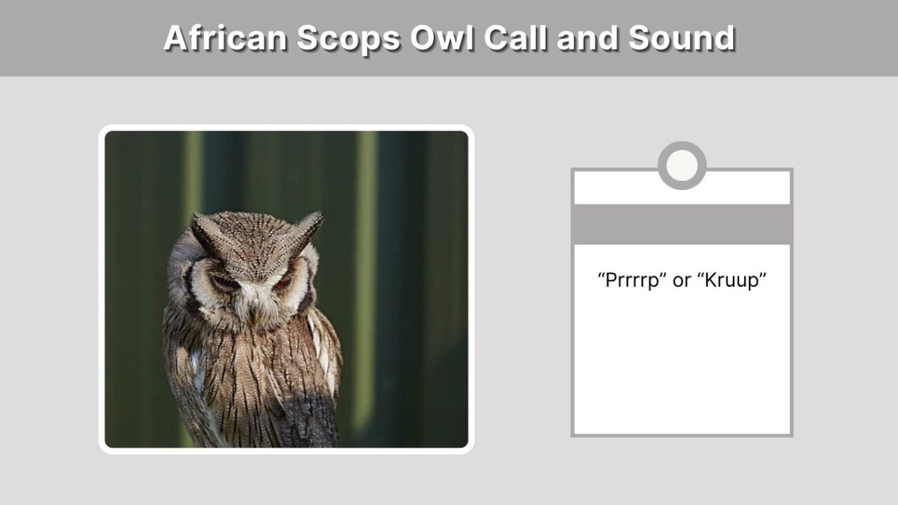 African Scops Owl Call and Sound