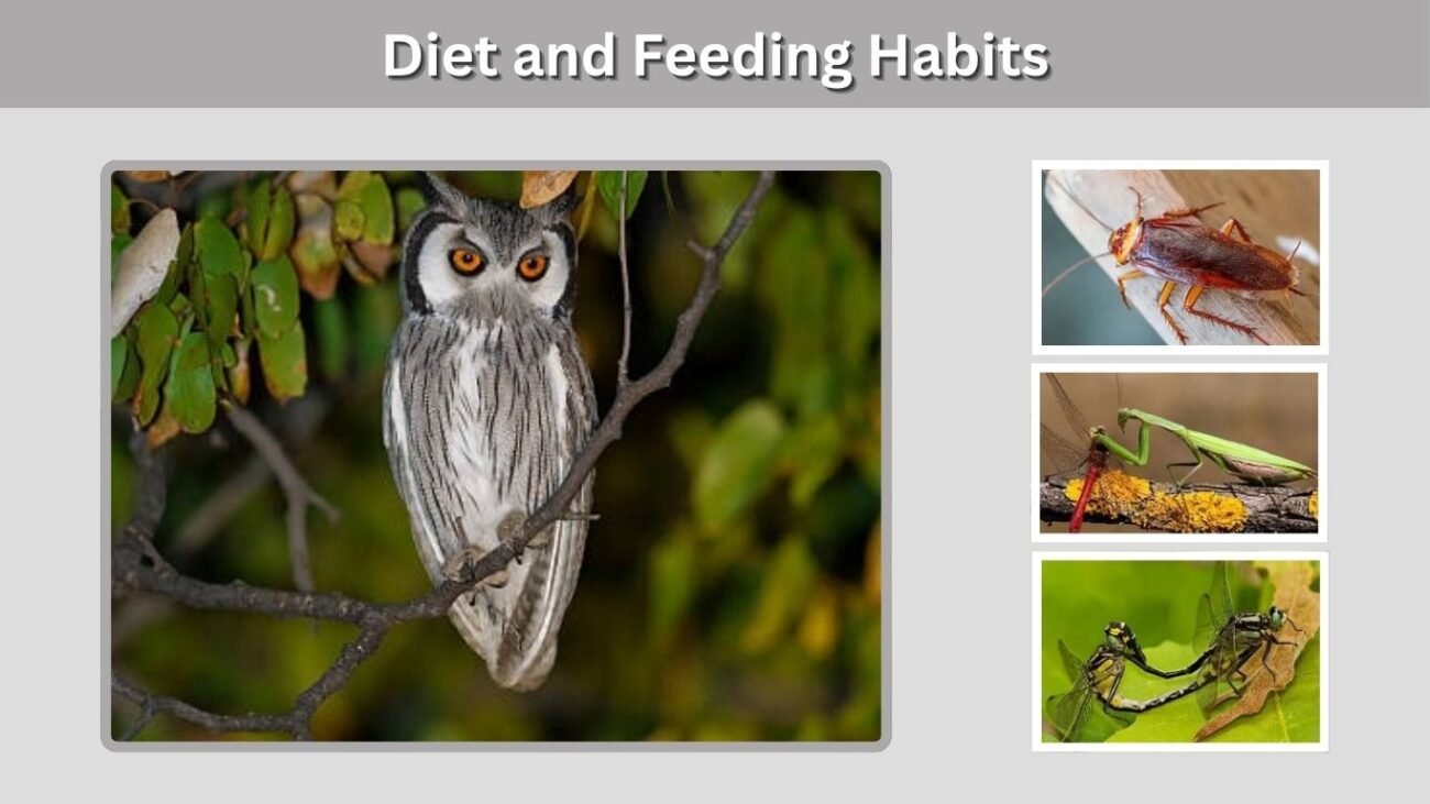 Diet and Feeding Habits