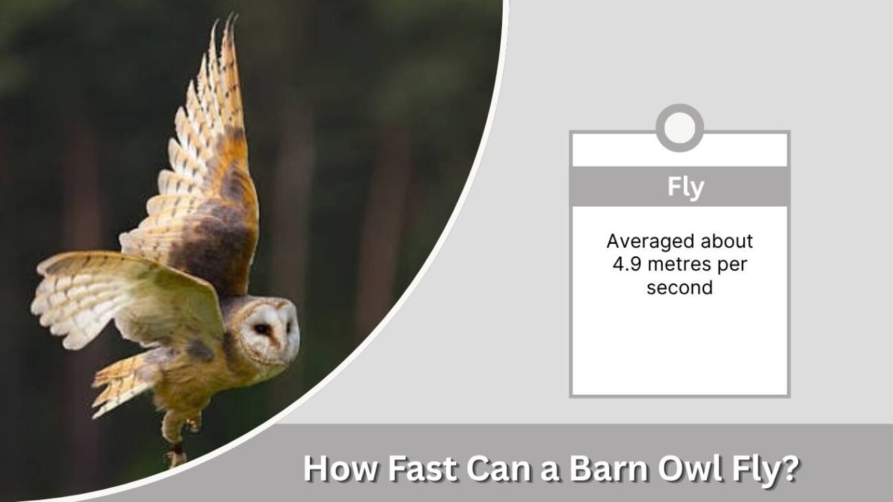 How Fast Can a Barn Owl Fly?