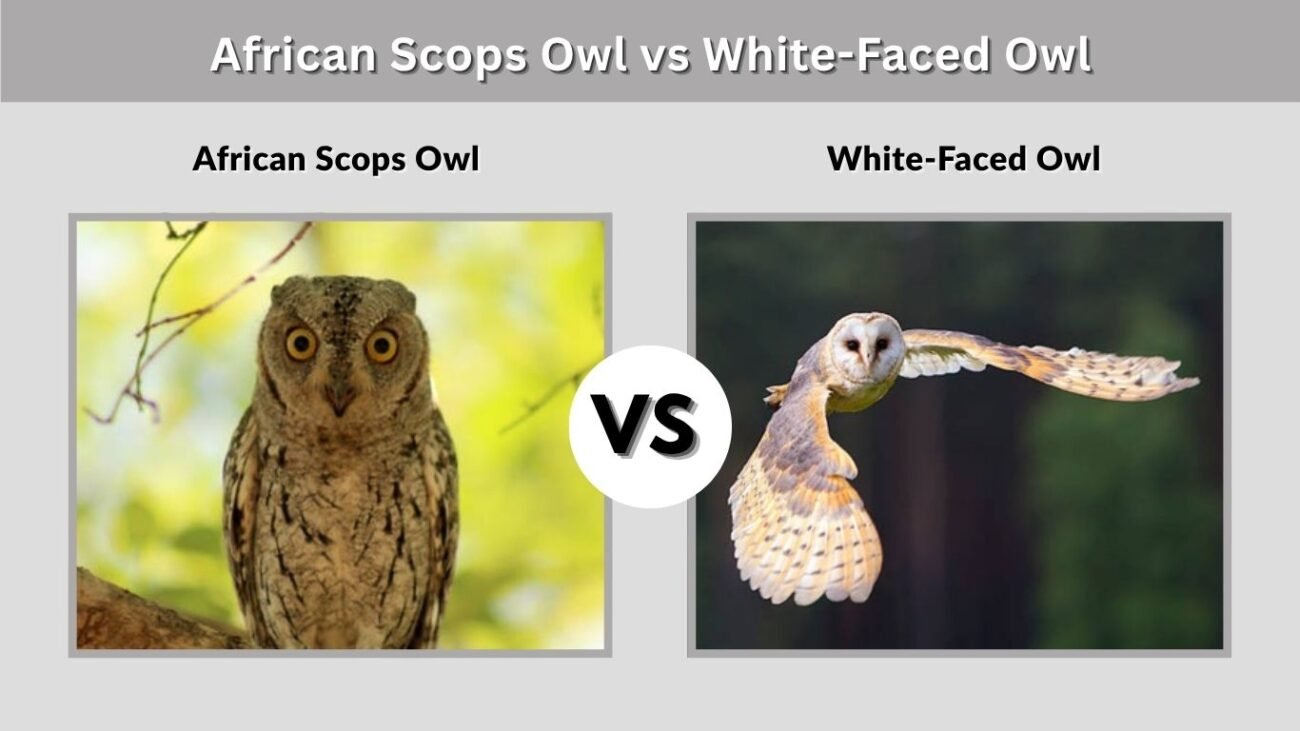 African Scops Owl vs White-Faced Owl