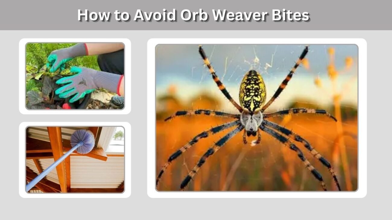 How to Avoid Orb Weaver Bites
