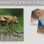 Horse Fly Bite on a Dog: Symptoms, Treatment, and Prevention