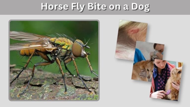 Horse Fly Bite on a Dog: Symptoms, Treatment, and Prevention