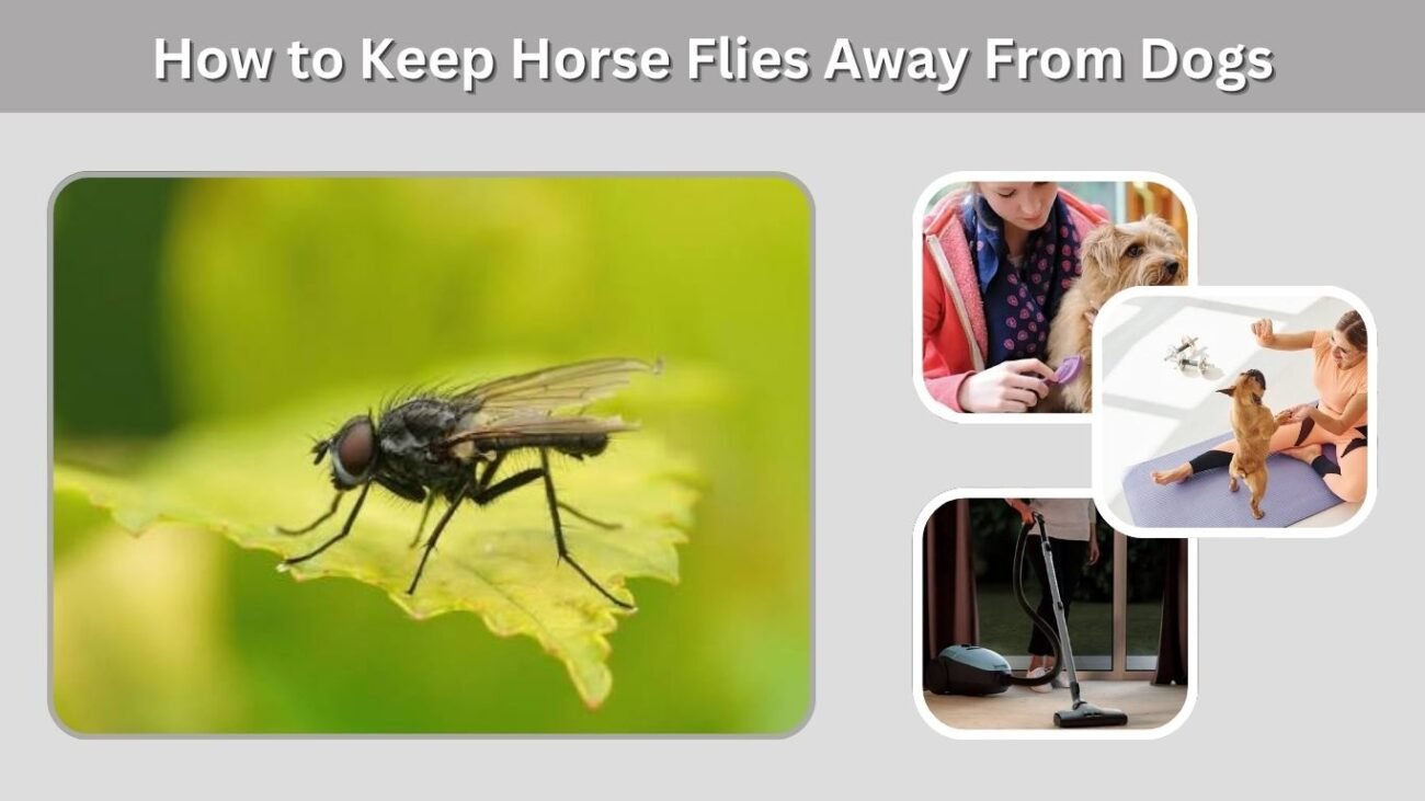 How to Keep Horse Flies Away From Dogs