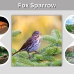 Fox Sparrow: Identification, Habitat, Diet, Song and Facts