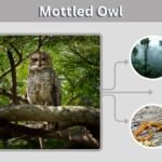 Mottled Owl: Size, Call, Diet, Habitat and Facts