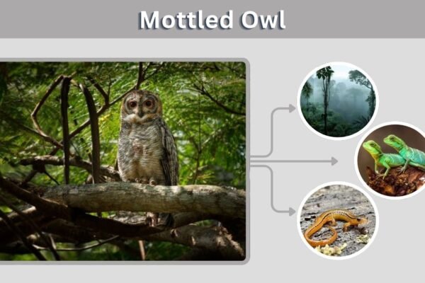 Mottled Owl: Size, Call, Diet, Habitat and Facts