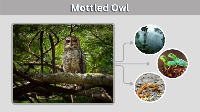 Mottled Owl: Size, Call, Diet, Habitat and Facts