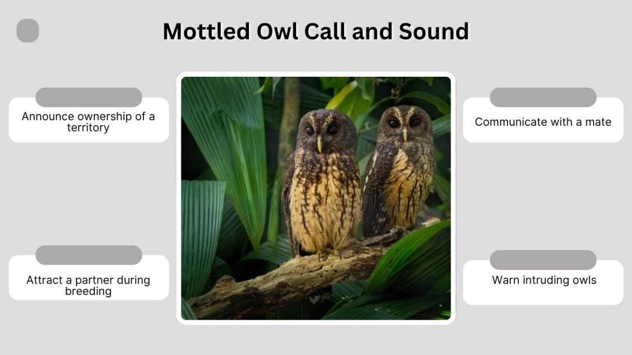Mottled Owl Call and Sound