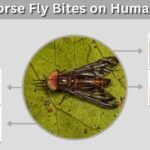 Horse Fly Bites on Humans: Symptoms, Treatment, and Prevention