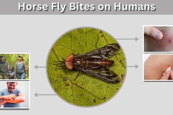 Horse Fly Bites on Humans: Symptoms, Treatment, and Prevention