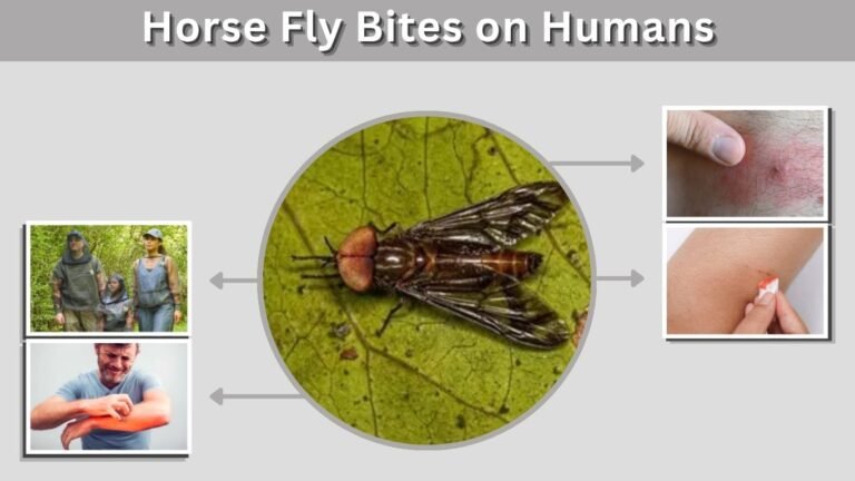 Horse Fly Bites on Humans: Symptoms, Treatment, and Prevention
