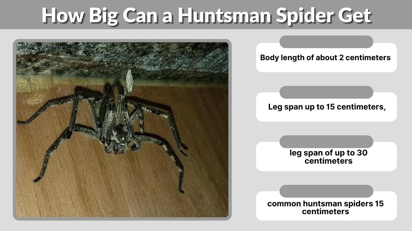 How Big Can a Huntsman Spider Get? Size, Facts, and Removal Tips
