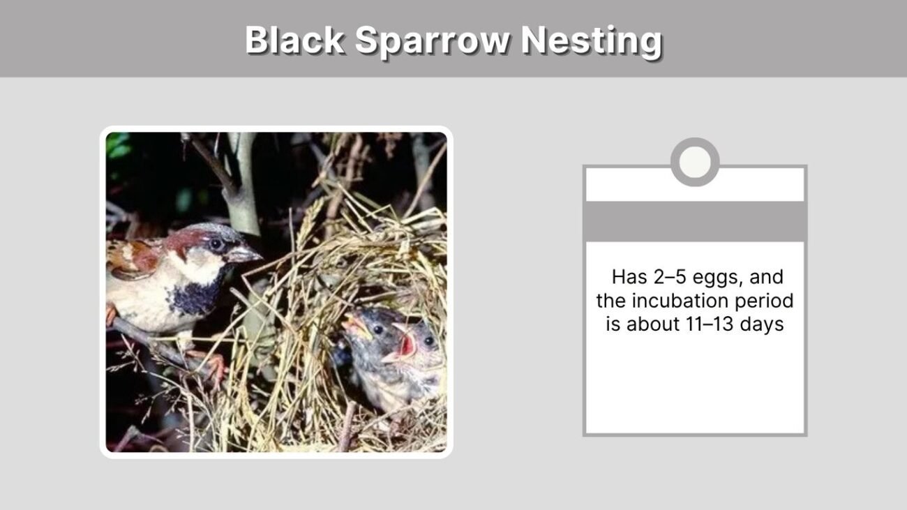 Black Sparrow Nesting
